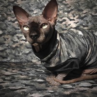 Cauldron Of Bats Ribbed For Her Pleasure  - Thumbnail 2