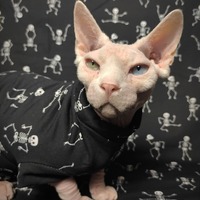 No Bones About It - Thumbnail 2