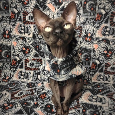 Fortune teller - Thumbnail 5