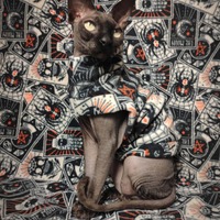 Fortune Teller - Thumbnail 1