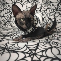 Webbing - Thumbnail 2