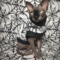 Webbing - Thumbnail 1