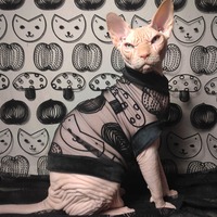 Kitty Stew Lace - Thumbnail 1