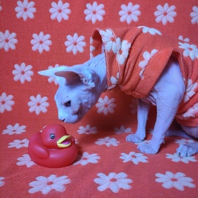 The brady bunch - bathwear - Thumbnail 3