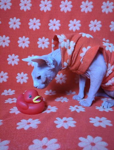 The Brady Bunch - Bathwear