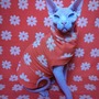 The Brady Bunch - Bathwear-1