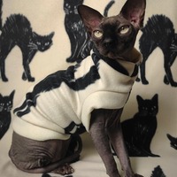 Black Cats - Thumbnail 1