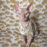 Kyoto Gardens - Thumbnail 1