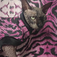 Pink Tiger Stripe - Thumbnail 1