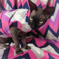 Chevron Pinks Velvet - Thumbnail 2