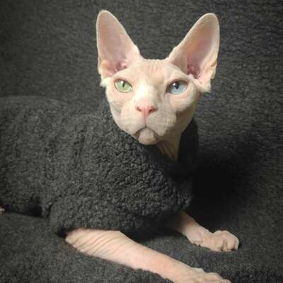 Black sheep sherpa - Thumbnail 1