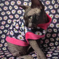 Field Of Dreams - Thumbnail 1