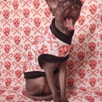 Death By Candy Canes - Thumbnail 2