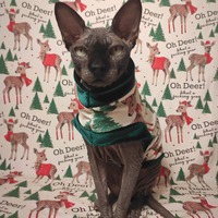 Oh Deer! What a Fucking Year - Thumbnail 2