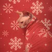 Fuzzy Snow - Thumbnail 2