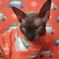 Hustle Bustle - Thumbnail 3