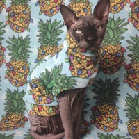 Pineapple Expressmas - Thumbnail 1