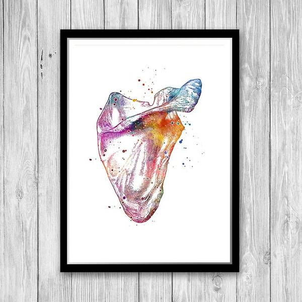 Anatomy poster, Scapula Watercolor print