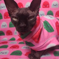 Holiday JuJu Bees - Thumbnail 1