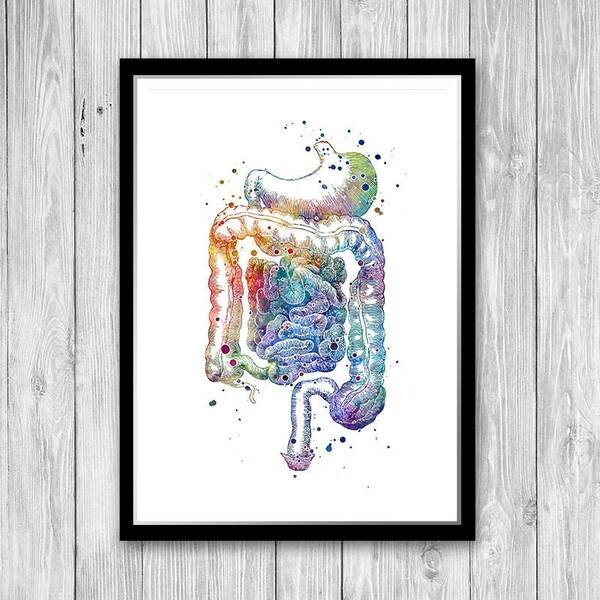 Gastroenterology art print, Digestive system poster