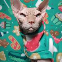 Holiday Baking - Thumbnail 2