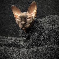 Krampus's Short & Curlies - Thumbnail 1