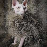 What A Fox! - Thumbnail 1