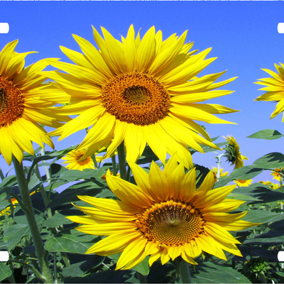 Sunflower vanity license plate