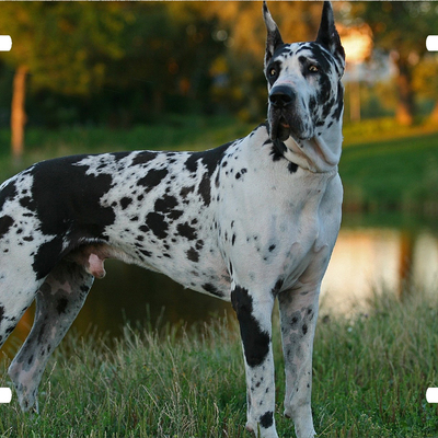 Great dane vanity license plate