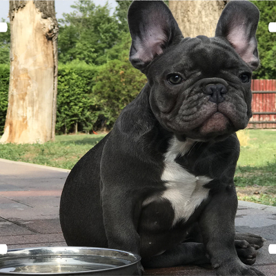 French bulldog license plate auto
