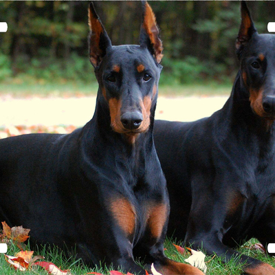 Doberman vanity license plate