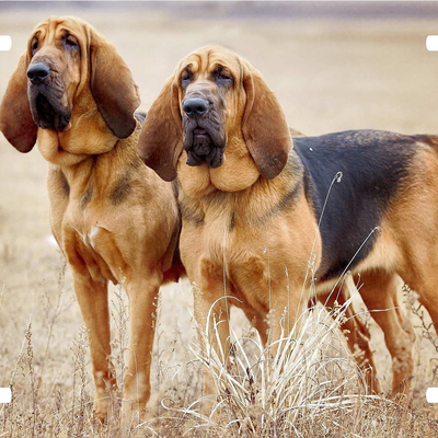 Bloodhound vanity license plate