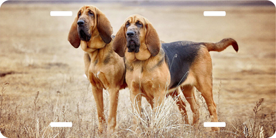 Bloodhound Vanity License Plate