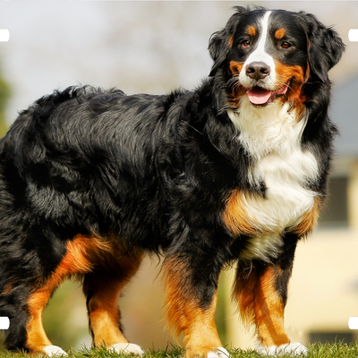 Bernese mountain vanity license plate