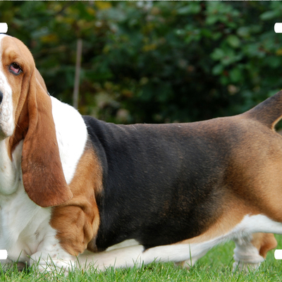 Bassett hound vanity license plate