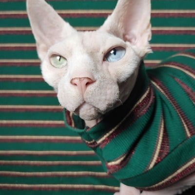 Glitter elf - ribbed for her pleasure 