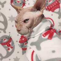 Seals With Sweaters - Thumbnail 2