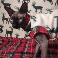 Oh Deer Plaid! - Thumbnail 1