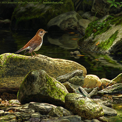 11x14 print "whispers of the first mountain" veery