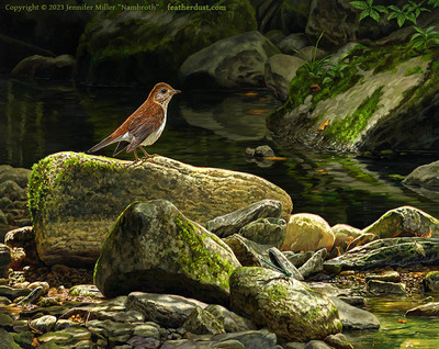 11x14 Print "Whispers of the First Mountain" Veery