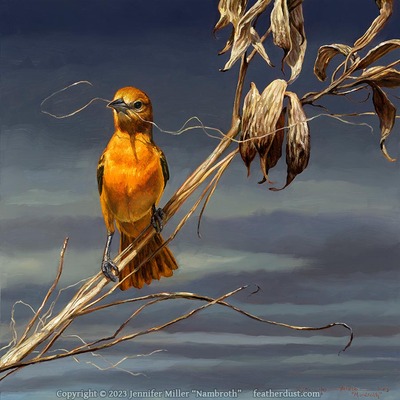 8x8 square giclee print "the milkweed weaver" female baltimore oriole
