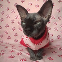 Candy Swirl - Thumbnail 2