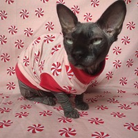 Candy Swirl - Thumbnail 1