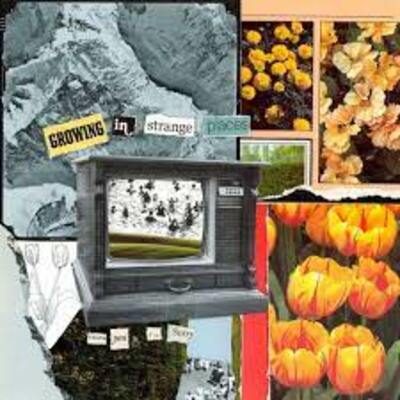 [new] thank you, i'm sorry - growing in strange places (orange crush vinyl)