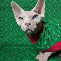 Holly & Hearts - Thumbnail 1