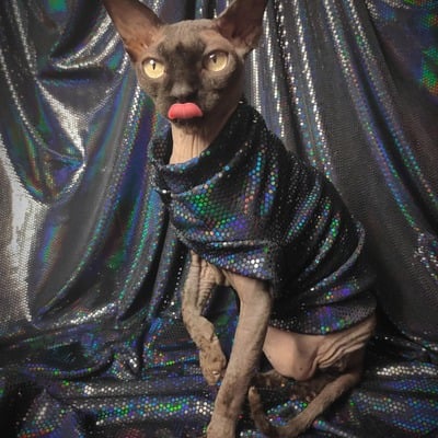 Sparkling personality (black mamba)