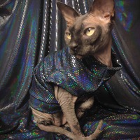 Sparkling Personality (Black Mamba) - Thumbnail 2