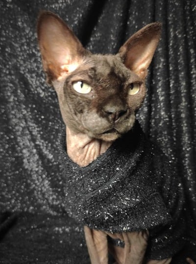 Black Tinsel Sweaterknit