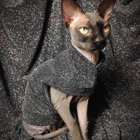 Confetti Bomb - Thumbnail 1