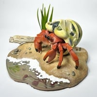 Helmet Crab - Thumbnail 1
